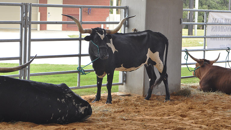 Photo of a longhorn