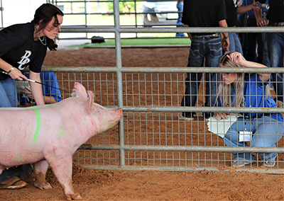 Livestock Judging Camp