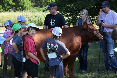 Livestock Judging Camp